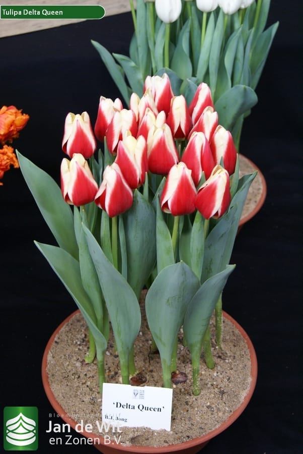 ᐅ Bulbo de Tulipán Delta Queen Rojo bordes Blanco Verdor ☘️