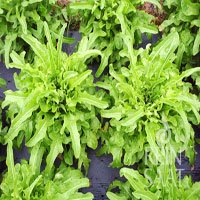Lechuga Catalogna Verde 100 Grs
