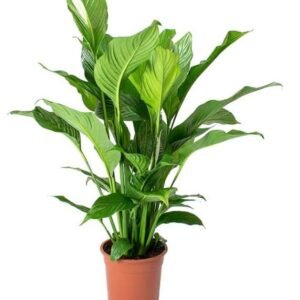 Spathiphyllum
