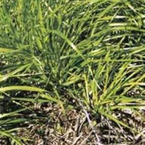 Semilla Pasto Ovillo Lidacta Certificado 15 Kilos