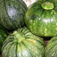 Semillas de Zapallito Italiano Redondo Negro (Bola 8 ) 100 Grs