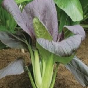 Pack Choi Rojo 100 Grs