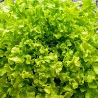 Lechuga Salad Bowl, Hoja De Roble 100 Grs