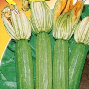 Semillas De Zapallo Alberello Di Sarzana