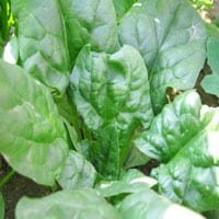 Semillas de Espinaca Viroflay 500 Grs