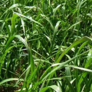 Semilla Ballica Nui Importada 25 Kilos