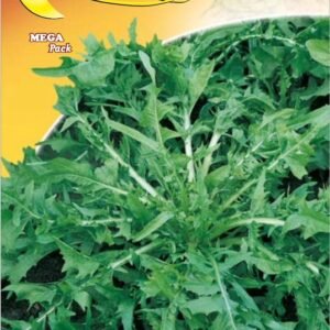 Semillas De Achicoria Silvestre De Campo