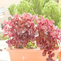 Lechuga Catalogna Roja 500 Grs