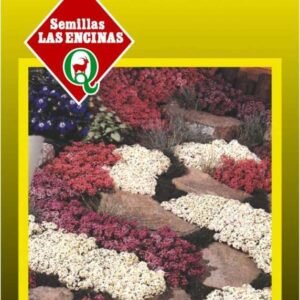 Semillas de Alyssum