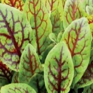 Rumex 100Grs