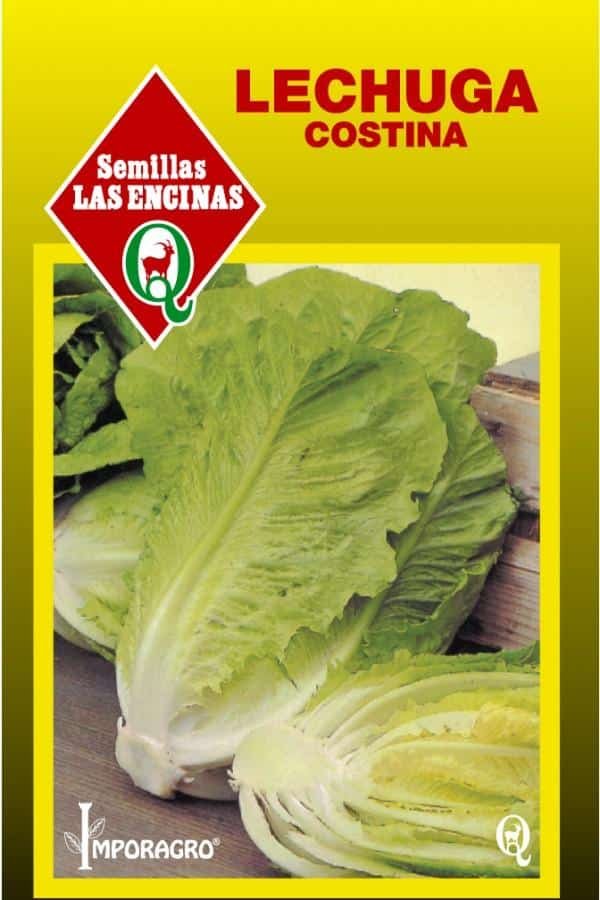 Semillas de Lechuga Conconina Romana de París 100 Grs