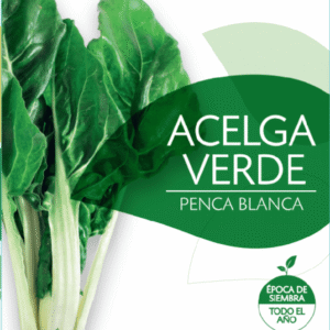 Semillas de Acelga Verde