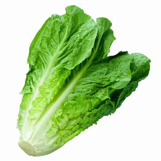 Semillas de Lechuga Conconina Romana Blanca de París Island 500 Grs