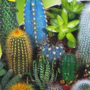 Semillas De Cactus Variado