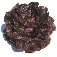 Lechuga Morada 4 Estaciones 100 Grs