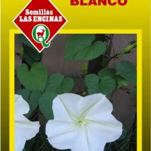 Semillas de Suspiro Blanco
