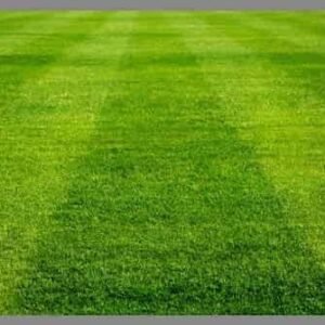 Semilla Rye Grass Perenne Academy Certificada 22.7 Kilos
