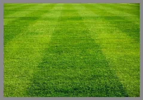 Semilla Rye Grass Perenne Academy Certificada 22.7 Kilos