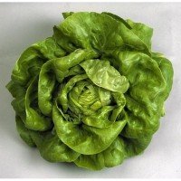 Semillas de Lechuga Gallega De Invierno 100 Grs