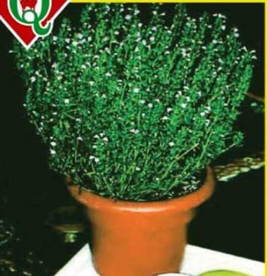 Semillas de Tomillo 1 Kilo