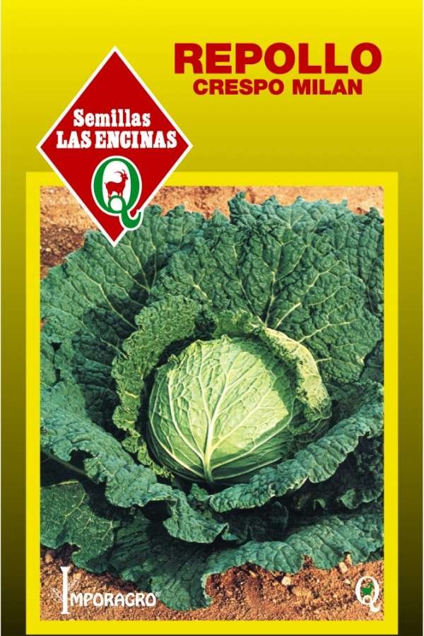 Semillas de Repollo Crespo Milán Rey de Invierno 500 Grs