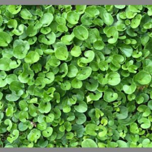 Semilla de Dichondra Repens 1KILO
