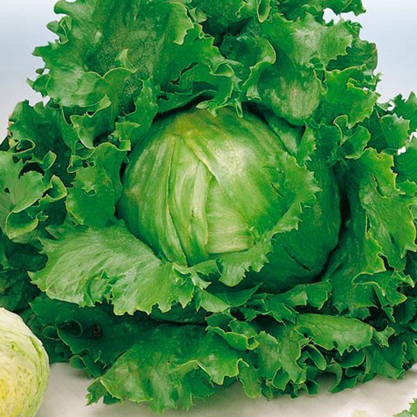 Semillas de Lechuga Española Arrep. Blanca de Boston 100 Grs