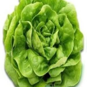 Lechuga Blanca de Boston 100 Grs
