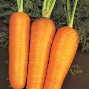 Semillas de Zanahoria Royal Chantenay 100 Grs