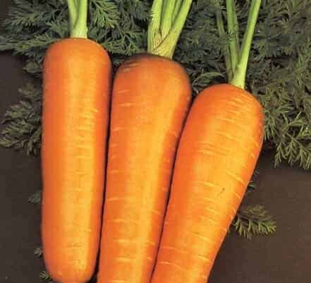 Semillas de Zanahoria Royal Chantenay 100 Grs