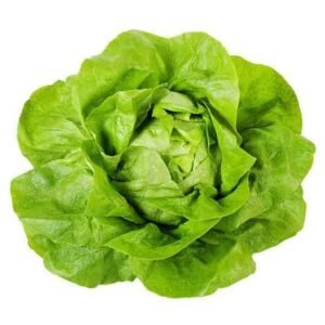 Semillas de Lechuga Española Arrepollada Blanca de Boston 100 Grs