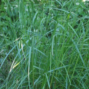Semilla Ballica Grasslands Súper Tama 25 Kilos