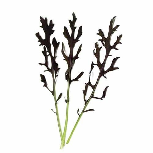 Mostaza Freely - Roja Dentada (Hoja Baby) 500 Grs