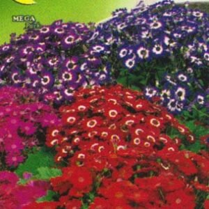 Semillas De Cineraria Híbrida De Grandiflora Mix