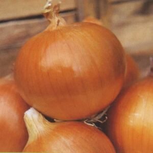 Semillas de Cebolla Valenciana Oro 100 Grs