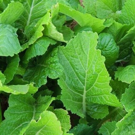 Mostaza Blanca (Hoja Baby) 500 Grs