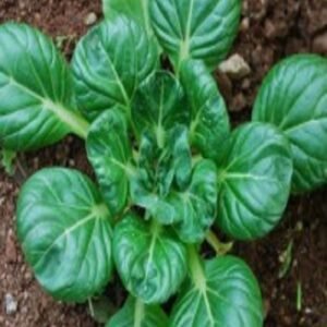Col Tatsoi 500 Grs