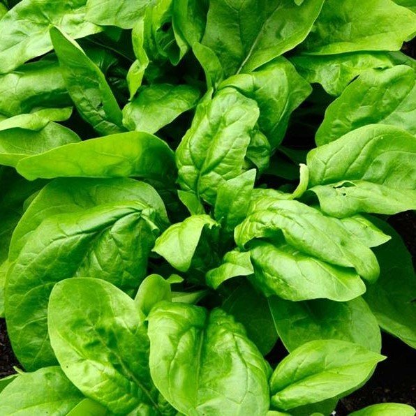Semillas de Espinaca Monstruosa de Viroflay 1 Kilo