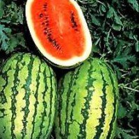 Sandia Klondike Blue Ribbon 500 Grs