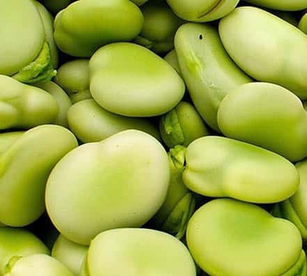 Semillas de Haba Blanca Súper Agua Dulce 25 Kilos