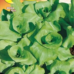 Semillas De Achicoria Grumolo Rubia