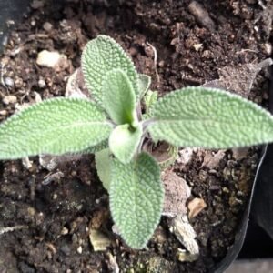Semillas de Salvia (Especias) 50 Grs