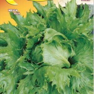 Semillas De Lechuga Reina Del Hielo
