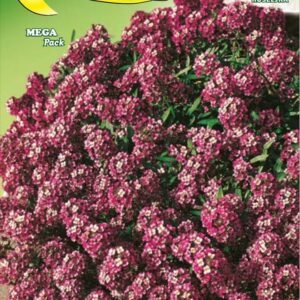 Semillas De Alisso Nano Violetto