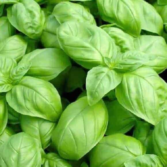 Semillas de Albahaca Hoja Ancha 1 Kilo