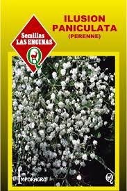 Ilusión Blanca, De Los Floristas, Americana 1 Kilo