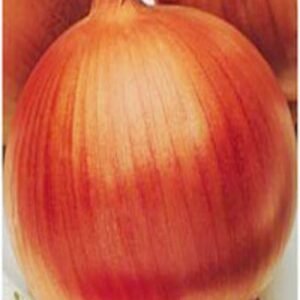 Cebolla Valenciana Mejorada De Guarda 500 GRS