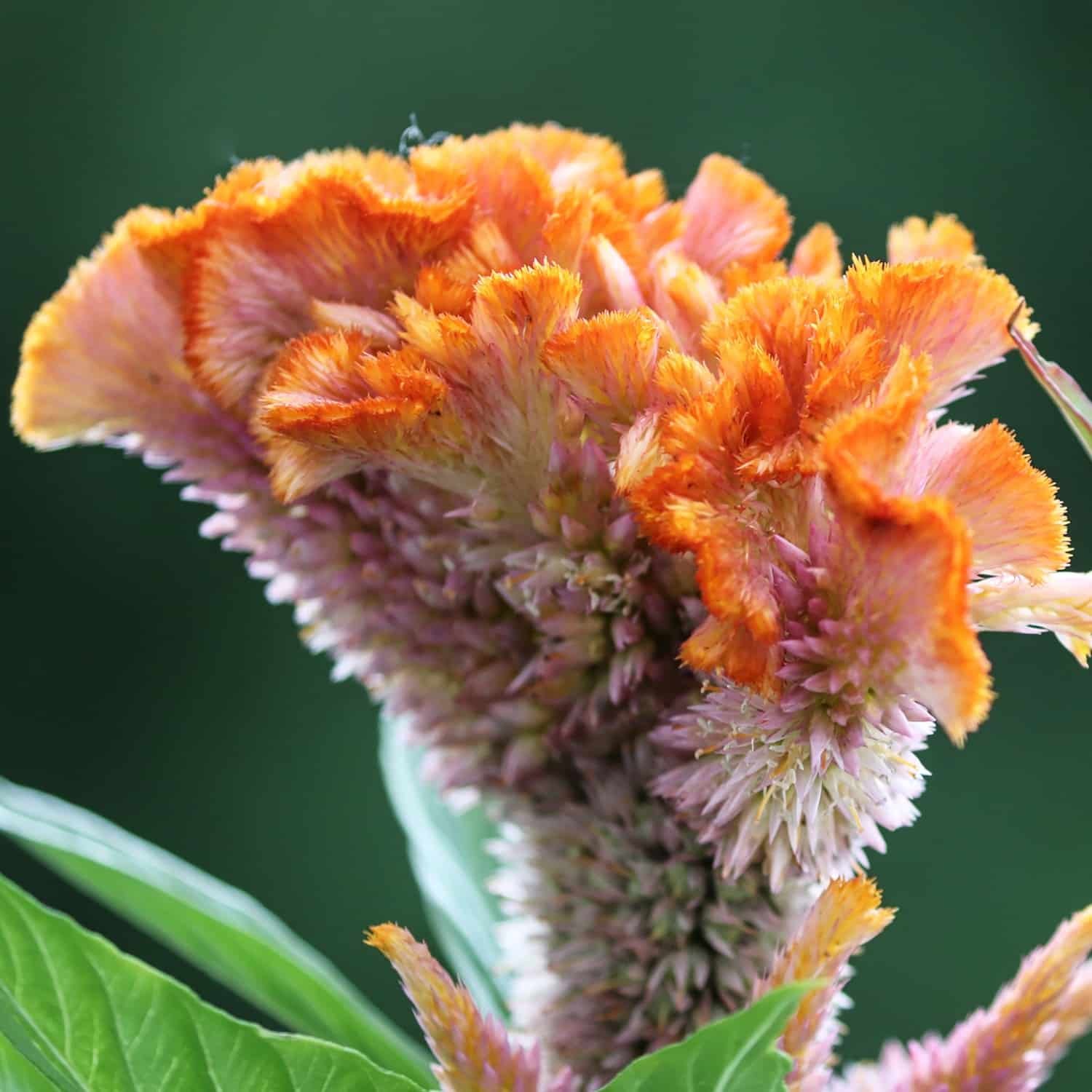 Semillas De Celosia Cresta De Gallo Enana Mix - Imagen 3
