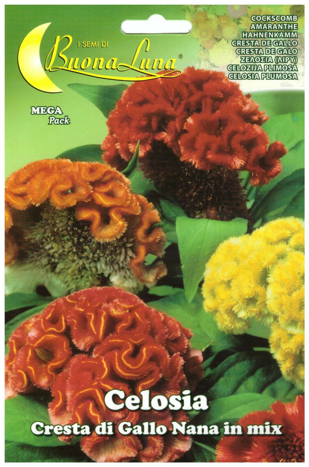 Semillas De Celosia Cresta De Gallo Enana Mix