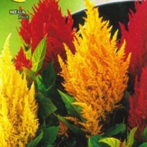 Semillas De Celosia Plumosa Alta